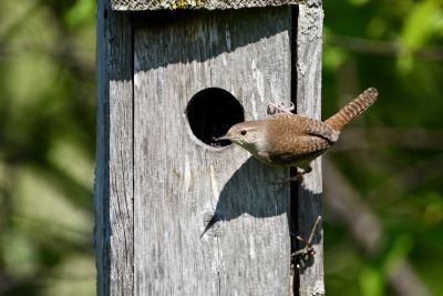 Cherished by humans for its delightful songs and perky ways, the house wren has another side to its breeding-season behaviors. 