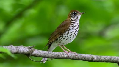 Often heard but seldom seen, the wood thrush is known for its melodious song of lilting, flute-like notes. Photo Credit:  Banu R