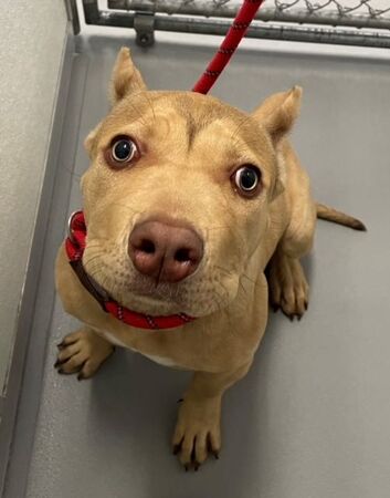 Sienna is available for adoption at Kane County Animal Control. 