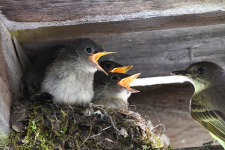 Eastern phoebes show a preference for nesting in sheltered locations.  They'll also refurbish and reuse their nests, often returning to the same site year after year.  Credit:  iStock/Carol Hamilton