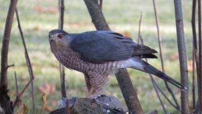 Mature Cooper's hawks are blue-gray above with orangish bars across the breast and a prominent 'Cooper's cap' of darker feathers on top of the head.  Photo by Larry Lenard.