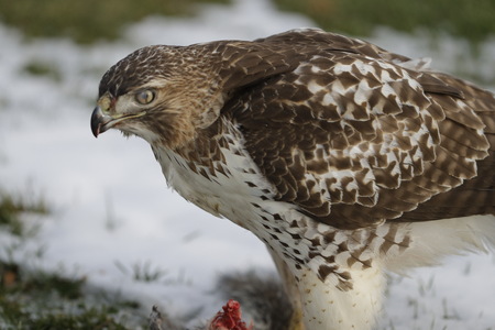 Timing is everything!  This unique photo depicts a red-tailed hawk's nictitating membrane, or third eyelid, as it passes horizontally across the eye.  Credit:  R Lolli Morrow