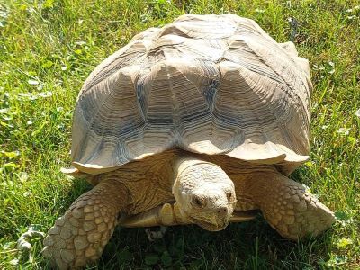 Ding Dong, a pet sulcata tortoise, took himself on a little walkabout recently when a gate was accidentally left open.  Sulcatas, also known as African spurred tortoises, are native to grasslands and savannas in northern Africa. 