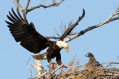 After close consultation with the U.S. Fish and Wildlife Service, the tree housing a bald eagle nest at Mooseheart Child City & School will be taken down. Photo credit:  Darryl Mellema, Moose International 