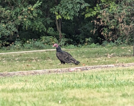 A turkey vulture, or TV, warily guards its dinner. The bird’s nearly naked head is an adaptation to its diet, which is nearly 100% carrion.