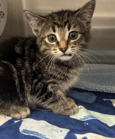 Meet Pocket 