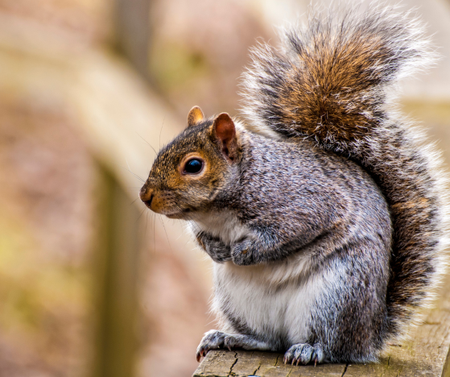 As winter nears, tree squirrels like this eastern gray squirrel, Sciurus carolinensis, store nuts and other food items in a practice known as scatter hoarding.