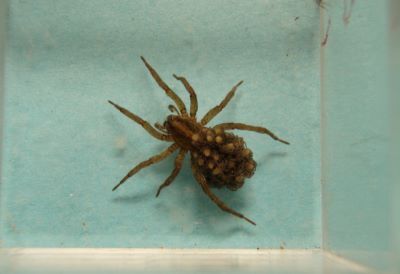 Briefly detained in the name of science, this female wolf spider displays a distinctive Lycosidae behavior:  carrying her brood upon her back. 
