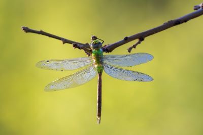 The green darner, Anax junius, is the largest dragonfly in our area.  Adults migrate to the warm South in winter; a new generation arrives back here in spring.  Photo credit:  iStock/mirceax