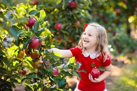 It's apple picking time in Kane County!