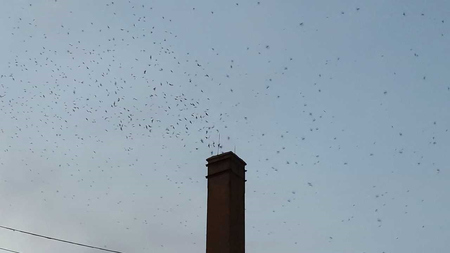 As dusk sets in, thousands of swifts, Chaetura pelagica, make their way into an uncapped, unlined chimney in Geneva, IL. 