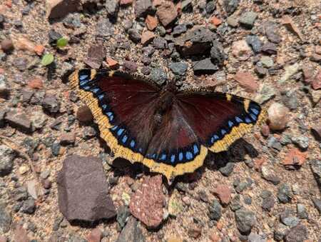 The mourning cloak butterfly's common name refers to its dark coloration, but provides few clues to its unique survival strategy. 