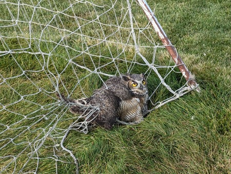 The recent Friday the 13th started off unlucky for this great horned owl, but got better when rescuers arrived.  The owl's third eyelid is visible on its right eye, but the eye itself was uninjured. 