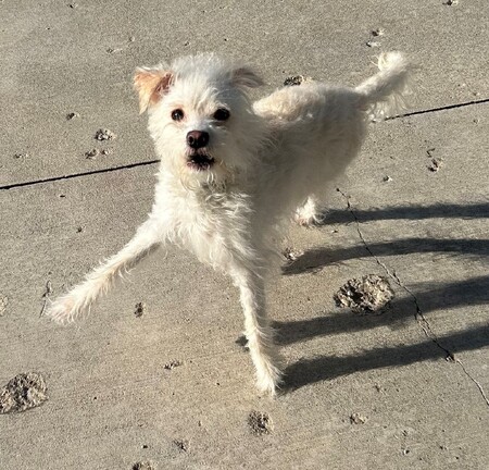 Sparky2.jpg