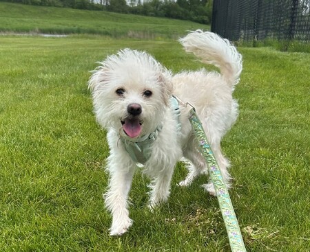 Meet Sparky! 