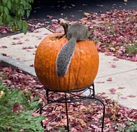 A squirrel enjoying a snack in Geneva.