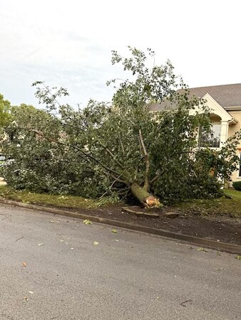 Just one of hundreds of trees downed in Aurora