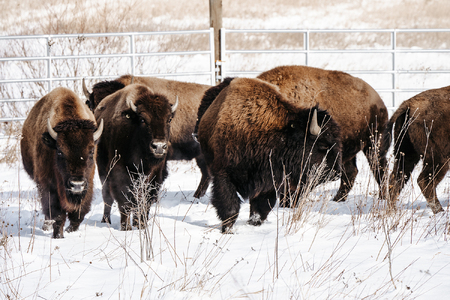 Photo by Keeping Moments Photography © Forest Preserve District of Kane County