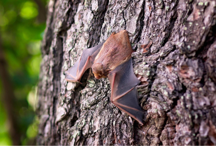 The positive result for rabies was confirmed by the Illinois Department of Public Health.