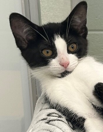 Meet Dame Maggie Smith - the kitten 