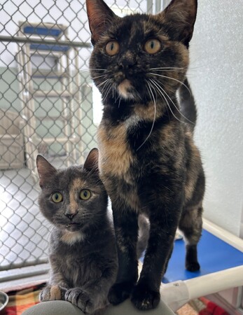 Meet Biscuit and Gravy 