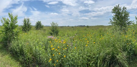 Muirhead Springs Forest Preserve in Hampshire