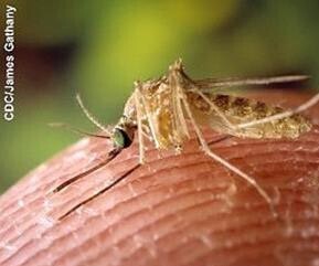 West Nile Virus 