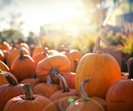 Pumpkin picking 2025