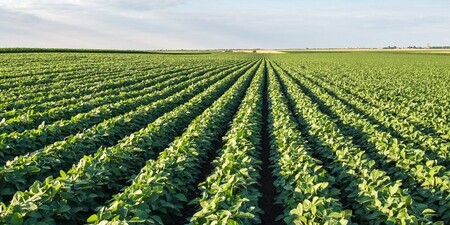 Illinois soybean field 