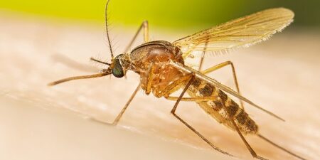 culex mosquito 