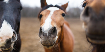 Kane County is home to a thriving equestrian community.