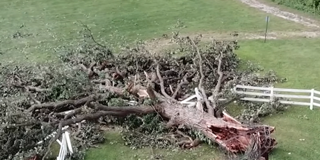 Estimated to be over 350 years old, the tree had long been a cherished landmark