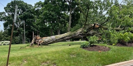 Large tree downed in recent storms