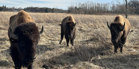 Bison at Burlington Prairie Forest Preserve