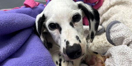 Perdy's when she arrived at Kane County Animal Control