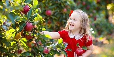 It's apple picking time in Kane County!