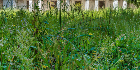 Overgrown grass is a common complaint 