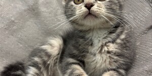 Meet ALT!
