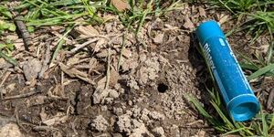 Cellophane bee tunnels resemble ant hills, but the hole is larger. 