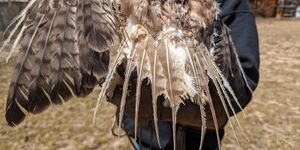 This temporarily flightless male red-tailed hawk, which last fall encountered a landfill flare, displays what's left of his tail. Instead of red, the feathers show the remnants of his finely barred immature plumage. 