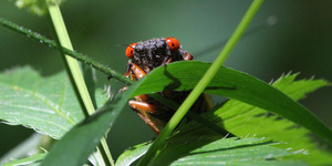 Periodical cicadas are predicted to emerge throughout northern Illinois in just a few weeks.  But will their appearance live up to all the hype?  Credit: Valerie Blaine