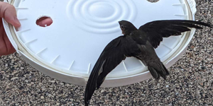 A rescued chimney swift fledgling. 