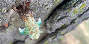 Hello world!  After spending somewhere between two and five years underground, this cicada sheds its hard outer covering one more time in preparation for its final stage of life. 