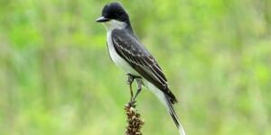 The eastern kingbird, Tyrannus tyrannus, gets its scientific name from its tyrant-like approach to territory defense, which can include defensive strikes at squirrels, crows and even hawks. Photo credit:  US Fish & Wildlife