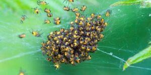 Up, up and away! Spider hatchlings need to disperse quickly, making use of silken strands, wind and electrostatic forces in a phenomenon known as ballooning. 