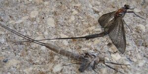 A large mayfly rests next to its freshly cast skin. Mayflies are the only insects that experience a subimago, or sub adult, life stage in which they are winged and capable of flight but not fully mature.