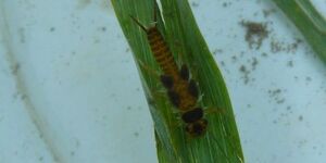 Stoneflies, even the common species, are increasingly hard to find these days. This stonefly nymph was found in Ferson Creek at LeRoy Oakes Forest Preserve in St. Charles.