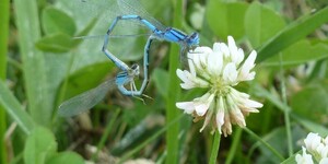 Rather than round, the wheel formation of these mating damselflies is nearly heart shaped. 