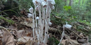 Although they lack chlorophyll, ghost pipes are bona-fide plants.  Their roots draw nourishment from nearby fungi in the soil and their nodding flowers are pollinated by bees, flies and ants. 