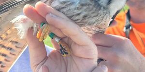 American Kestrels